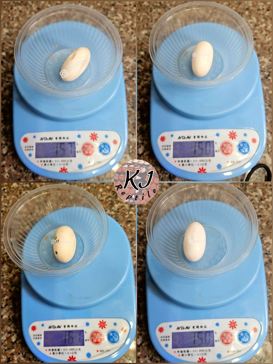 skinks_kj's tweet photo. This is the first time I’ve gotten a second clutch of eggs within the same breeding season.
#盾甲蜥 #Broadleysaurusmajor #sudanplatedlizard #オニプレートトカゲ https://t.co/aqz9OaL6Q1