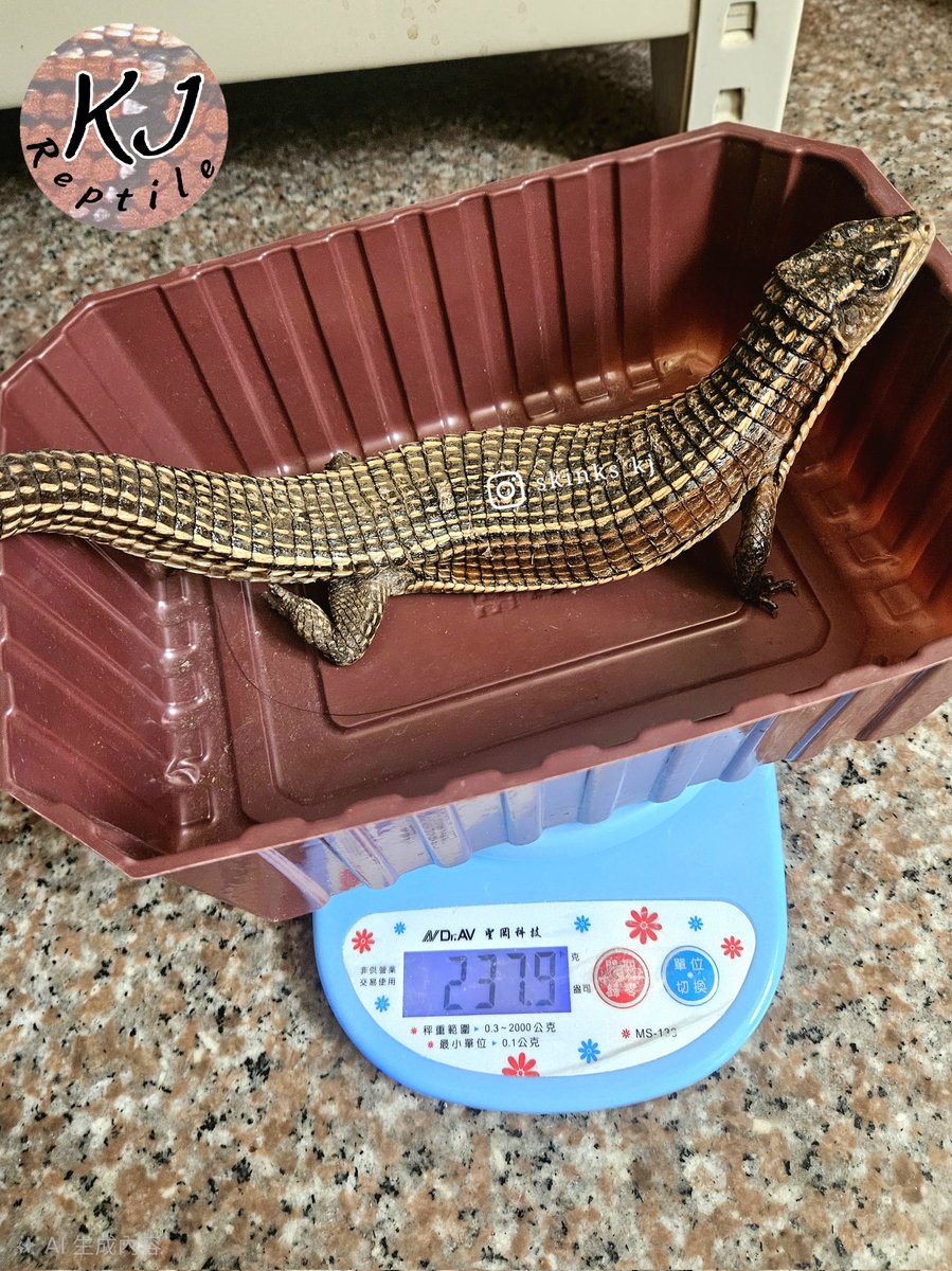 skinks_kj's tweet photo. This is the first time I’ve gotten a second clutch of eggs within the same breeding season.
#盾甲蜥 #Broadleysaurusmajor #sudanplatedlizard #オニプレートトカゲ https://t.co/aqz9OaL6Q1