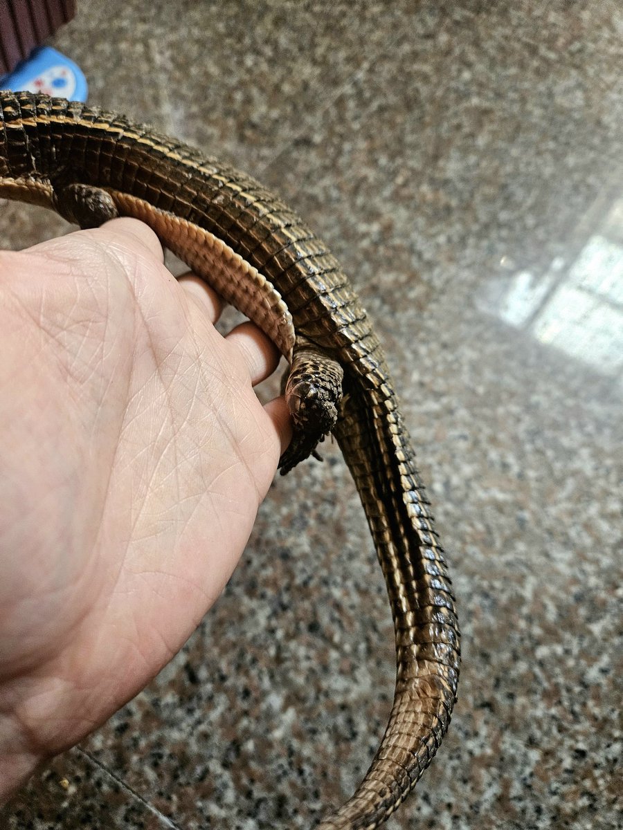 skinks_kj's tweet photo. This is the first time I’ve gotten a second clutch of eggs within the same breeding season.
#盾甲蜥 #Broadleysaurusmajor #sudanplatedlizard #オニプレートトカゲ https://t.co/aqz9OaL6Q1