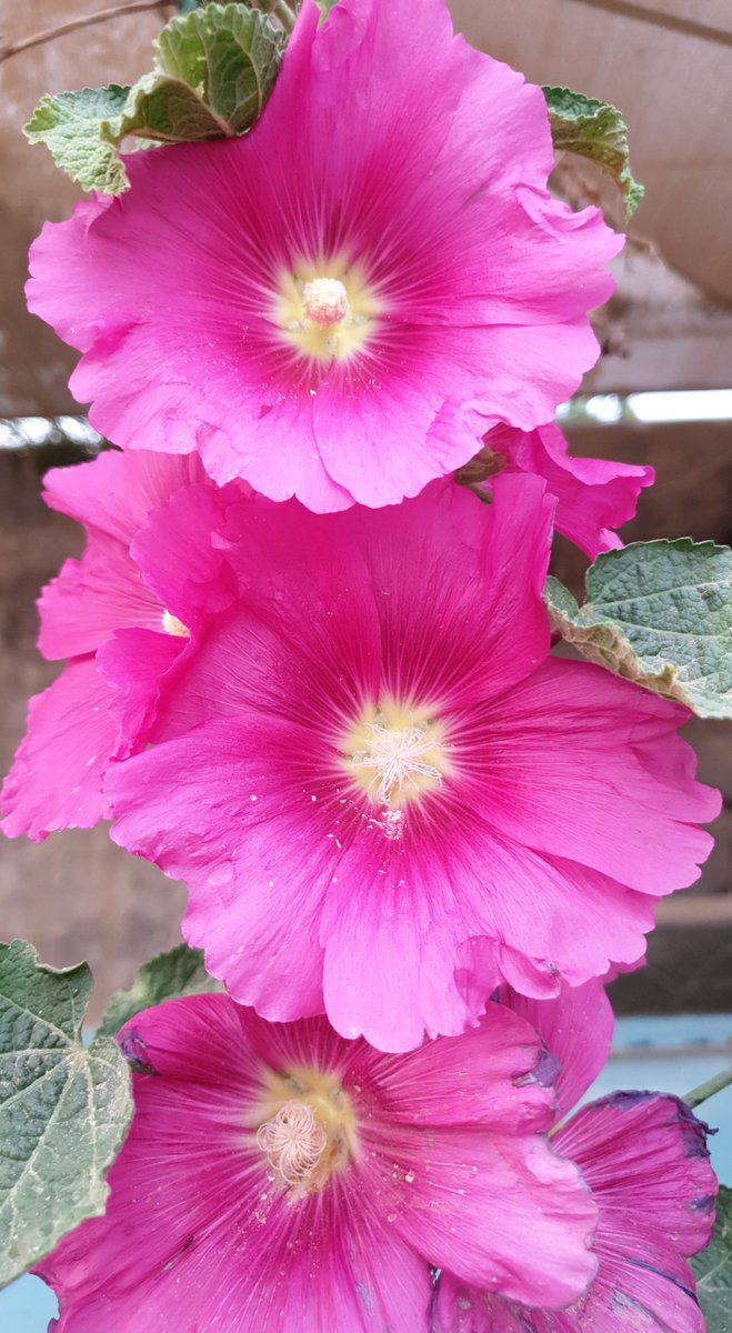 الصباحات الماطرة رزق جلي
تغسل قاع الأرواح 
وترمم جدار الهمم
وتأخذ بيدك لعوالم لا تطرقها الصباحات المألوفة،حين يتلاقى البحر بالمطر تُكتب هناك حكايات دافئة
ويهمس الغيم للأرض
فتروي ما تُكنه من أساطير
حديث المطر للبحر عميق
ضع مقعدك بينهما وأنصت
#صباح_الخير 
#الخُبر