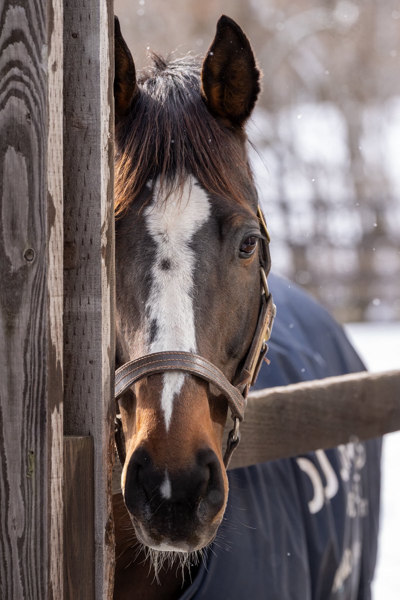 しろまる (@shiro1maru) / Posts / X