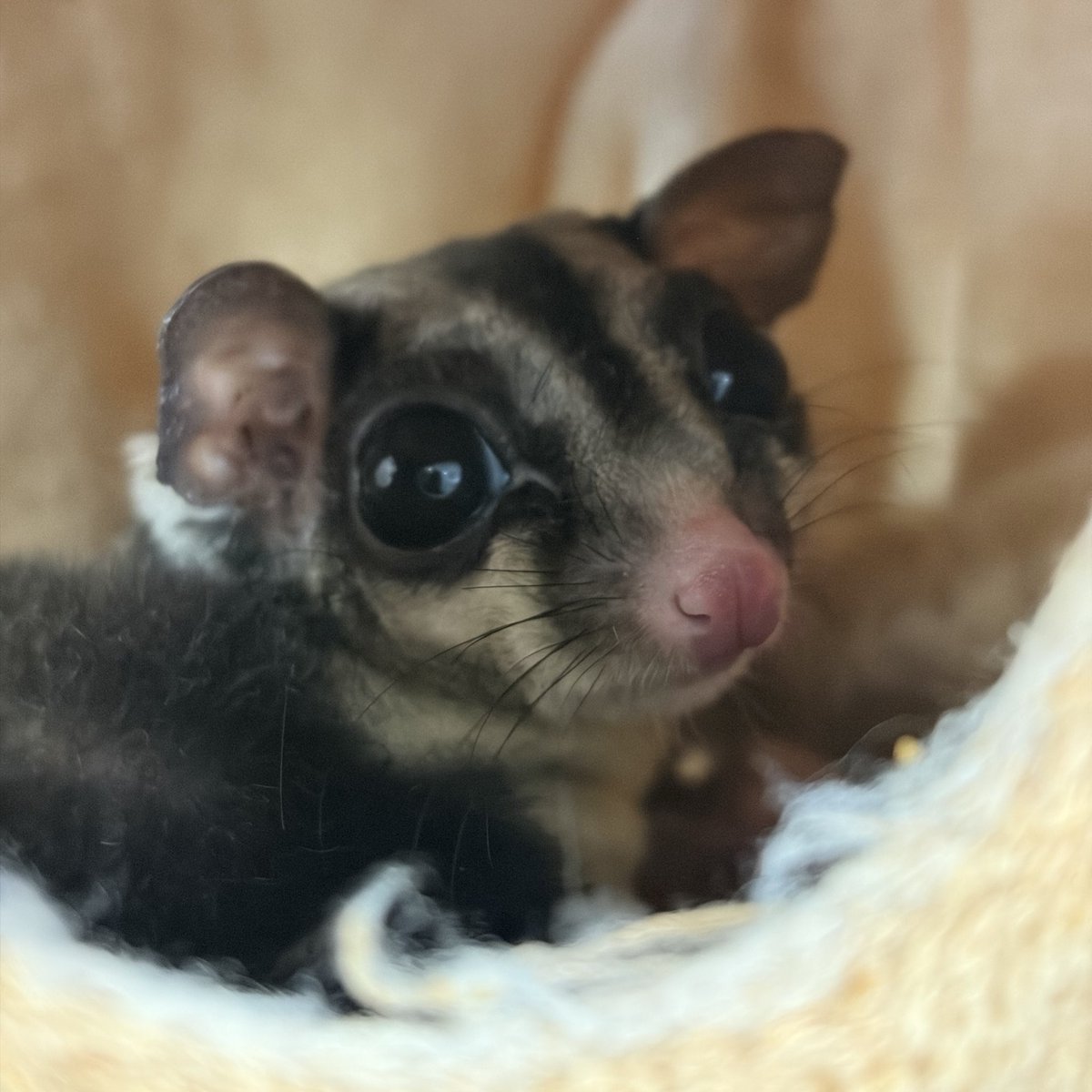 本日も13時〜20時で営業中✨

【本日の餌在庫状況】

活餌→コオロギSS欠品中⚠️
冷凍餌→ファジー欠品中🙅‍♀️

今日もみんな元気もりもり💪
ご来店お待ちしております‼️
 #クレス
 #クレステッドゲッコー
 #ハムスター
 #シシバナヘビ
 #フクロモモンガ