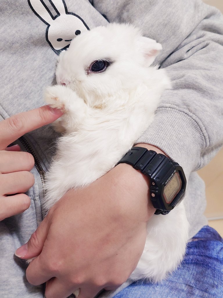 お手💕🐰 #うさぎ
