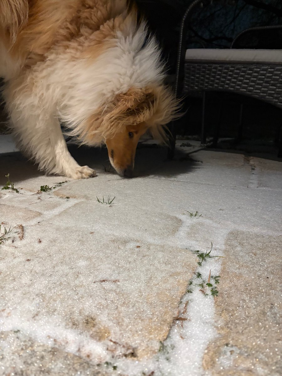 cbsaustin's tweet photo. What do your pets think about this weather? 🐶 🐱 Share your photos down below! ⬇️ https://t.co/u5ggYc9MhX