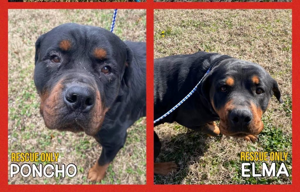 <a href="/enstrom007/">🇺🇸Envy&Wrath🇸🇪</a> Fernando has been rescued. We are now trying to get pledges for the two Rotties Elma and Poncho who have interested rescue but need pledges!!