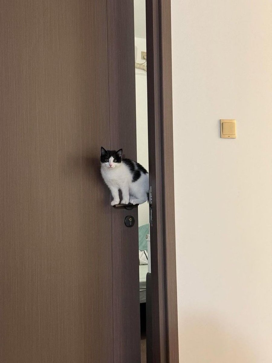 癒しの動物 tweet media