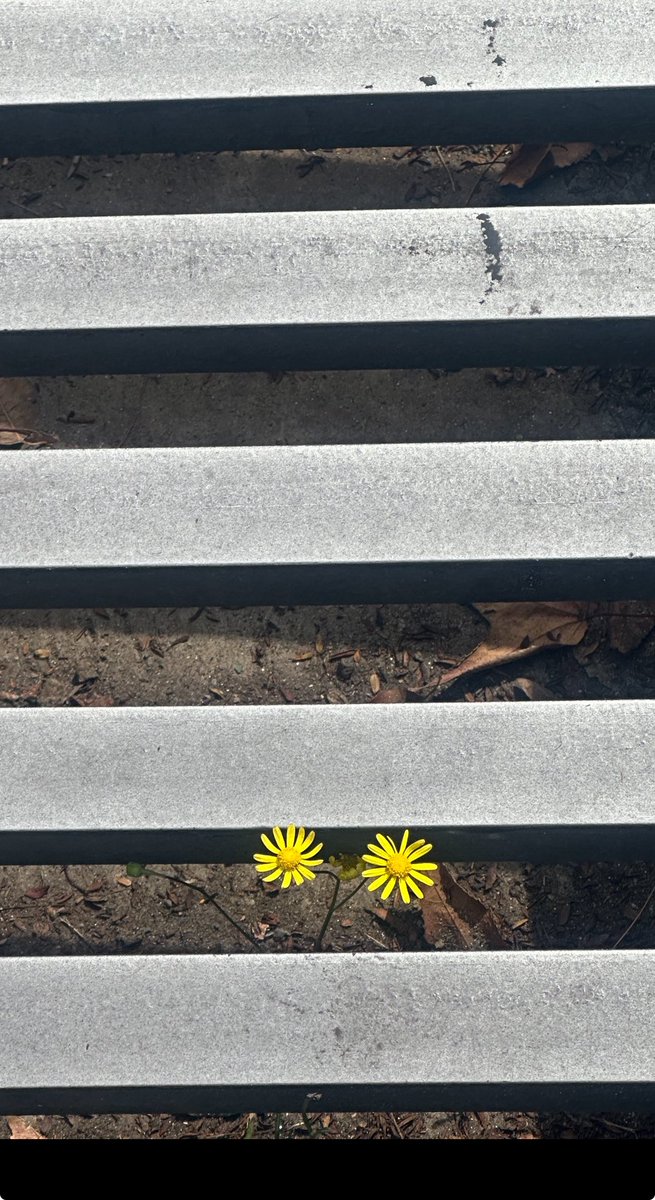 “Oh mundo, que puntual tu milagro” Ramón Xirau.