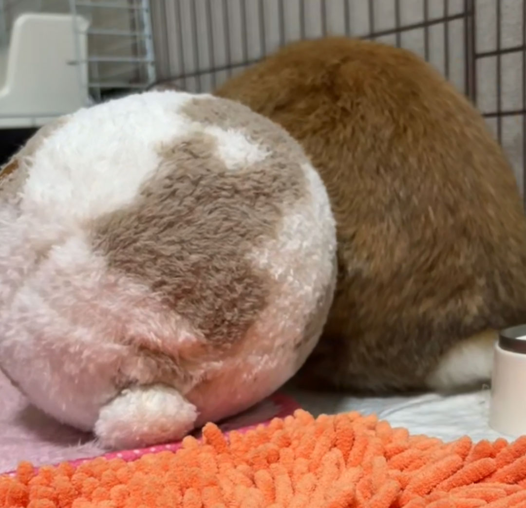 かがちさく☕C107通販開始 (@kagachi_SK) / Posts / X