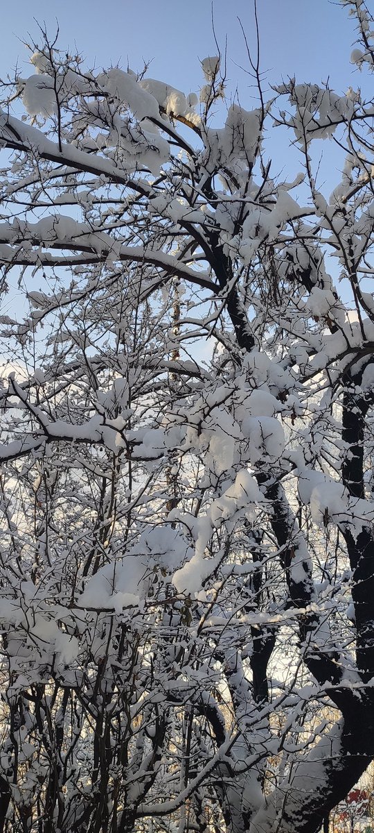 Mohammad Syeed Beg tweet media