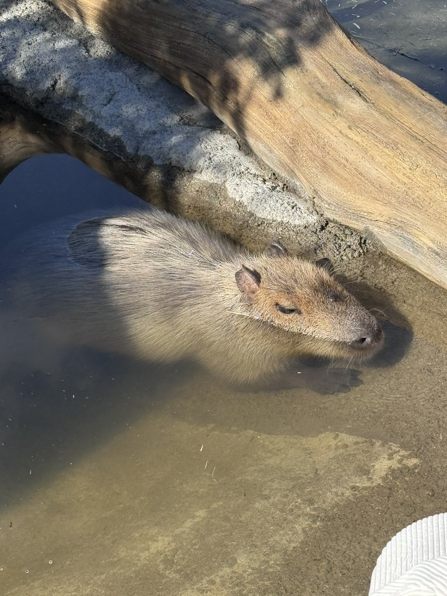 Androイド tweet media