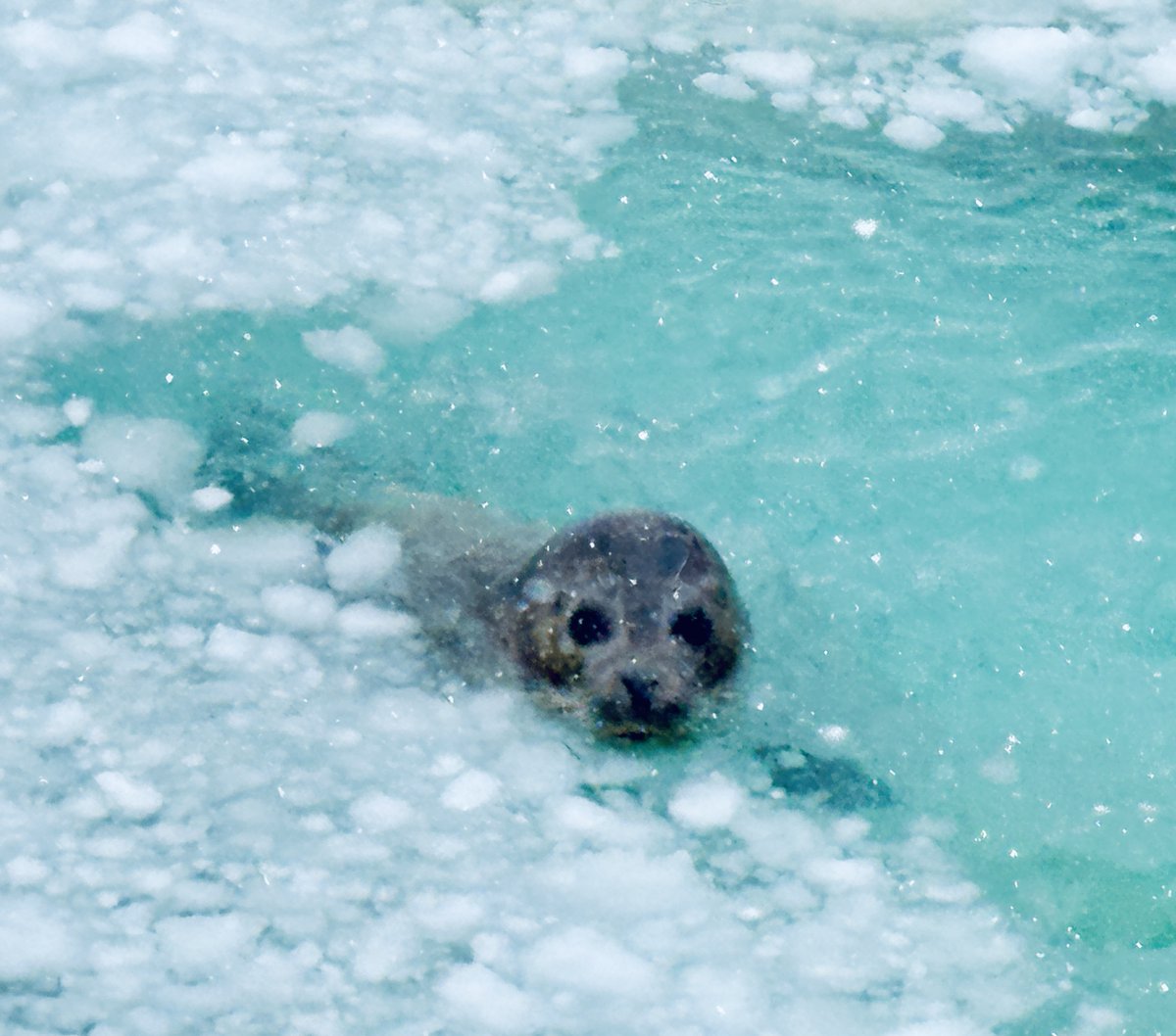 今日のドカ雪と言ったらそりゃもう．．．
でもプールに入れたら流氷ぽくてアザラシたちはいい感じです。
#おたる水族館 #ゴマフアザラシ #雪かきして流氷気分