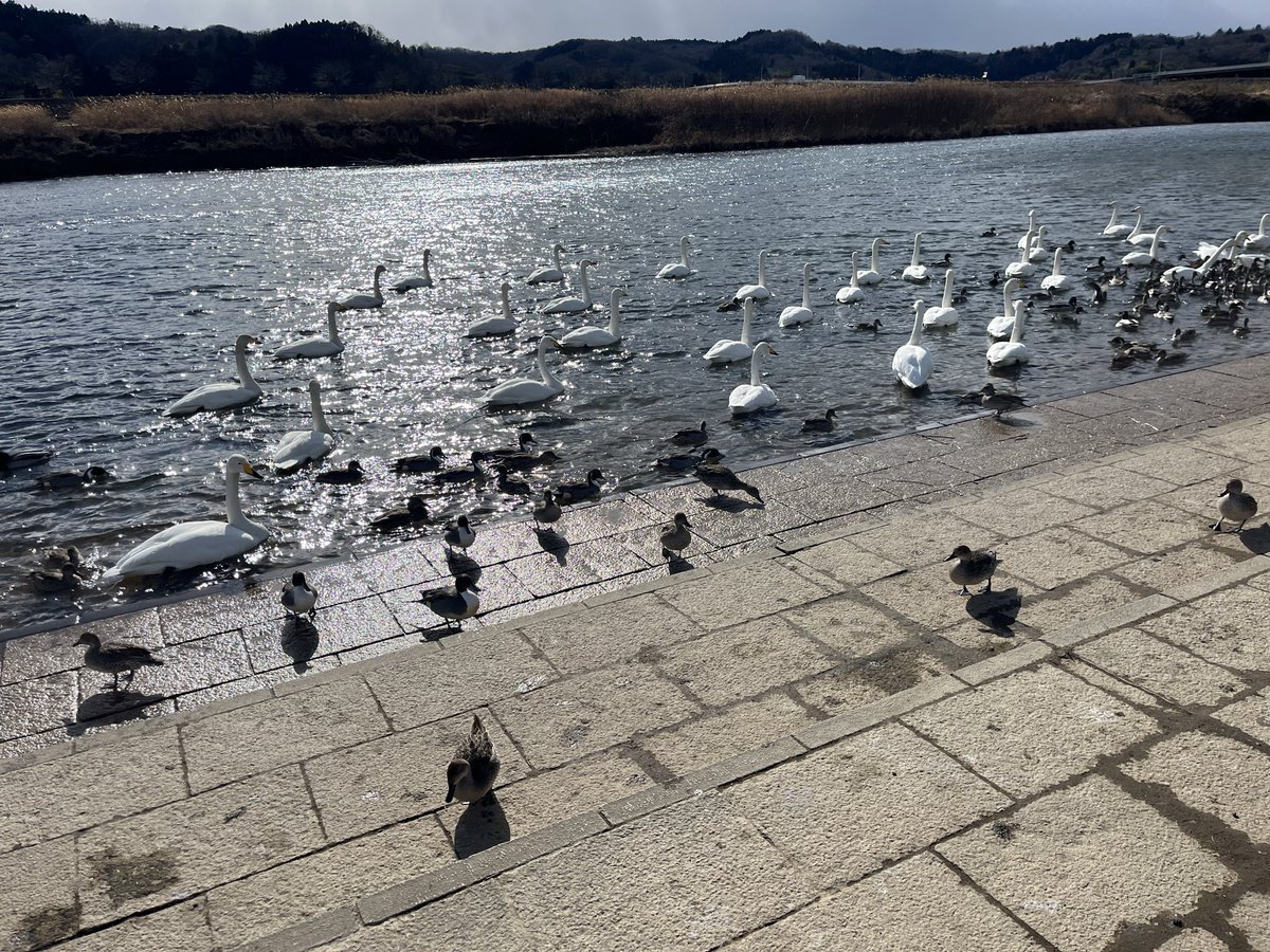 51pooh's tweet photo. 今年もたくさん来てる🦢

#白鳥飛来地
#白鳥 https://t.co/Hb97Sf8EYs