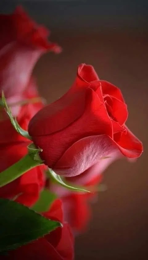 "لو أن كل من قال أو فعل جميلا ً وجد من يقول له «شكراً» لاتسعت مساحات الجمال في هذا العالم . 

        (قل: شكراً ، ولا تنتظر: عفواً )!" ....

#صباح_الورد