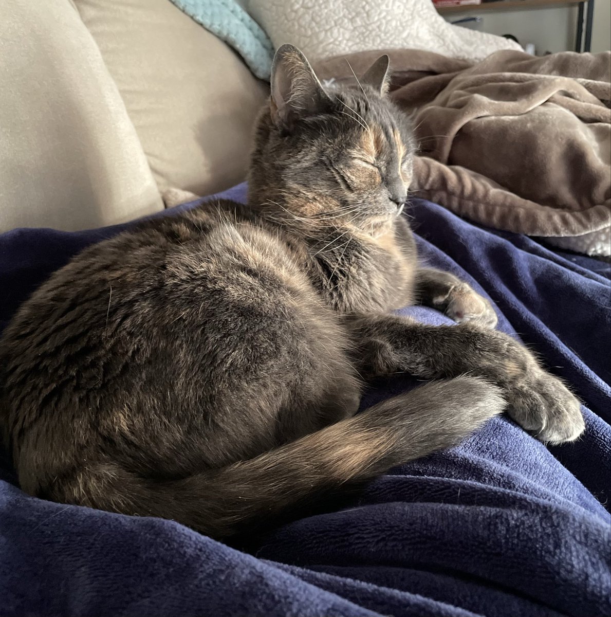 BlckRoseDGuerre's tweet photo. 🐾shes feeling better everyday, my precious lil chloe jade🐱 #cat #cats #catmom #catlover #catrecovery 🫶🏼❤️🩹🪷
🎵snuggling vibes by Lofi Kitty🎶 https://t.co/Iylvtwvdrw