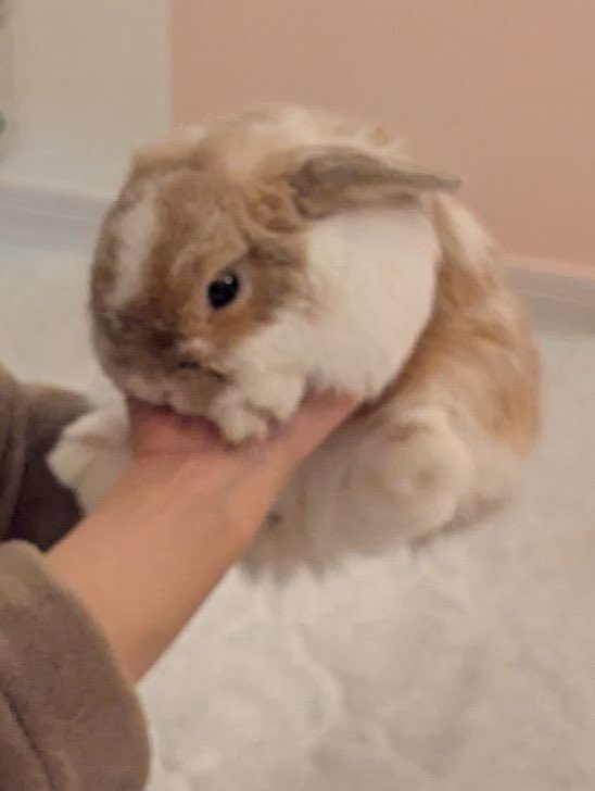 chaitter_now's tweet photo. ちいさめな ホーランドロップです🐰 https://t.co/fCf58Bpyvq