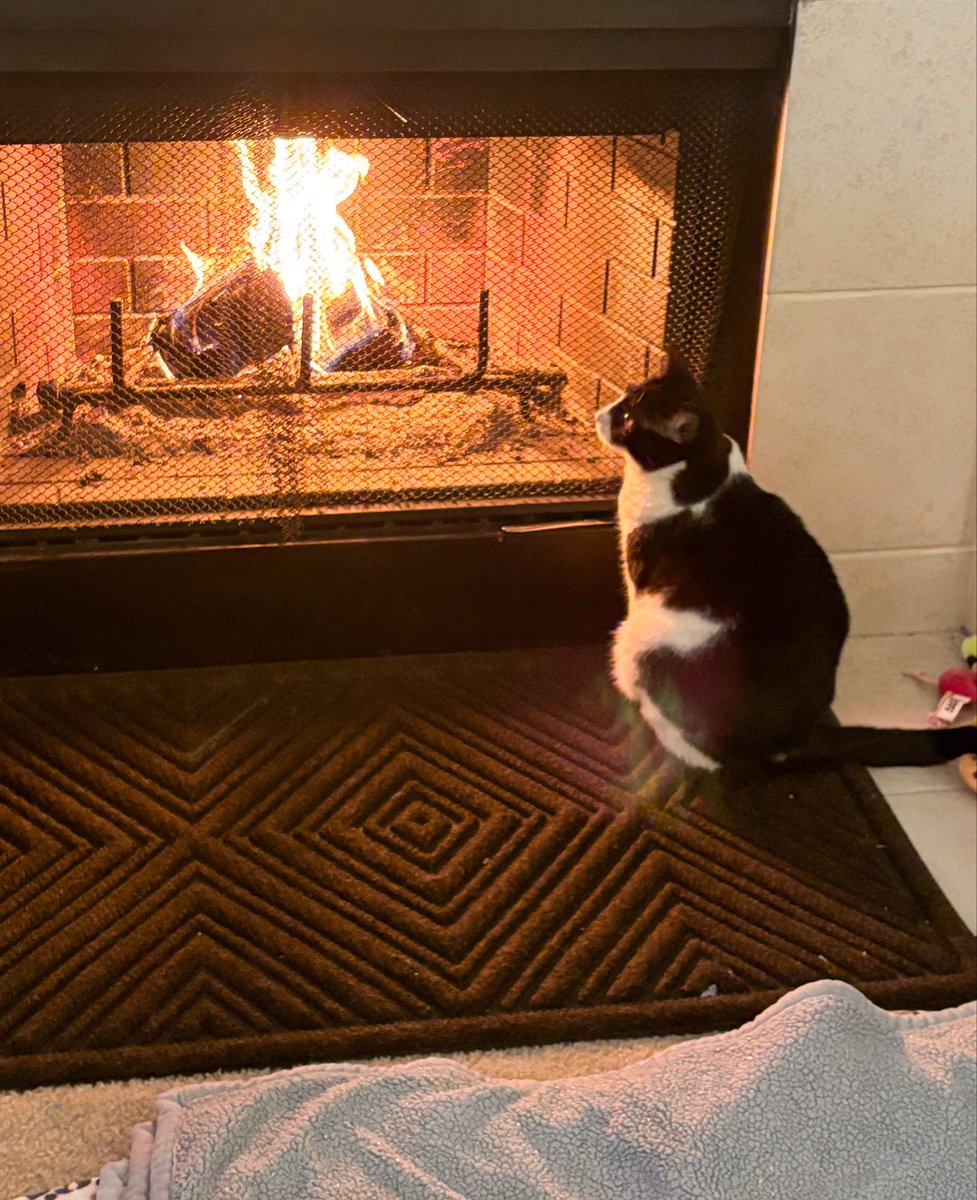 AmyJBarhydt's tweet photo. Staying warm by the fire with my kittens. #Winter2026 #IceStorm #DallasTX #FlowerMoundTX #AmyBarhydt #BarhydtFamily ❤️🐾🥶 https://t.co/3U1r4ZJz4u