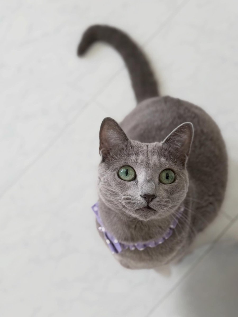 LisaLisa200601's tweet image. おはニャン😺😺

#ねこ
#ロシアンブルー
#リサリサとリリー
#ねこのきもち