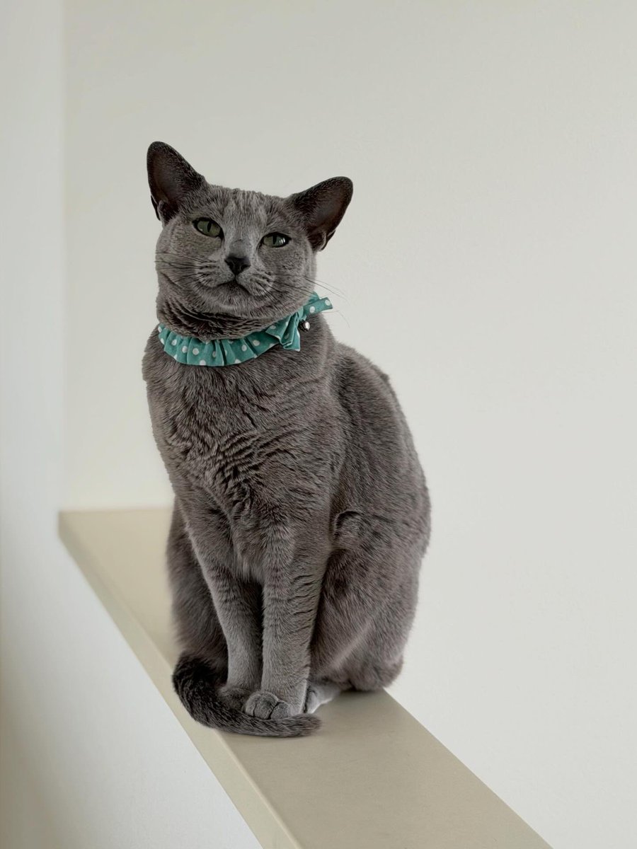 LisaLisa200601's tweet image. おはニャン😺😺

#ねこ
#ロシアンブルー
#リサリサとリリー
#ねこのきもち