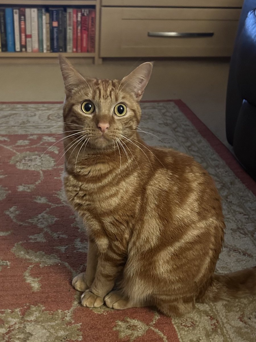 davidsupercat's tweet photo. Goodnight everyone! 😸 I think #orangejim and me are going to have a few more games yet! 😂
https://t.co/b2jc7R5JOF https://t.co/NdZALVGI9G
