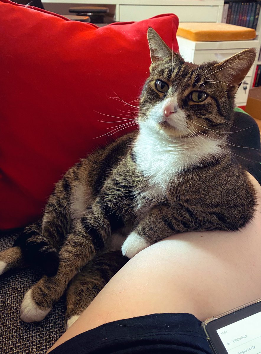 Trying this with my cat, would result with me losing an eye. 😅