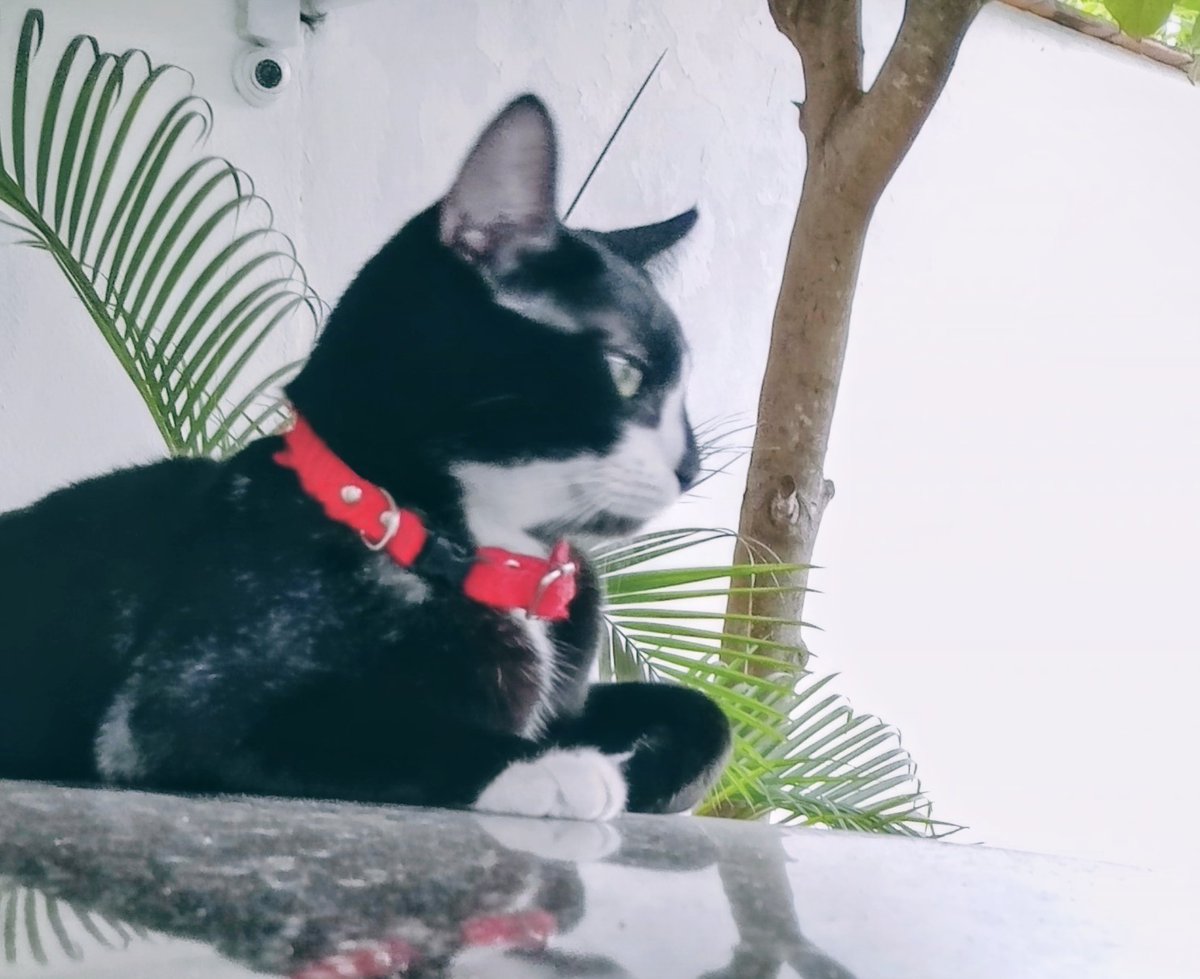 Pedro, el licenciado.