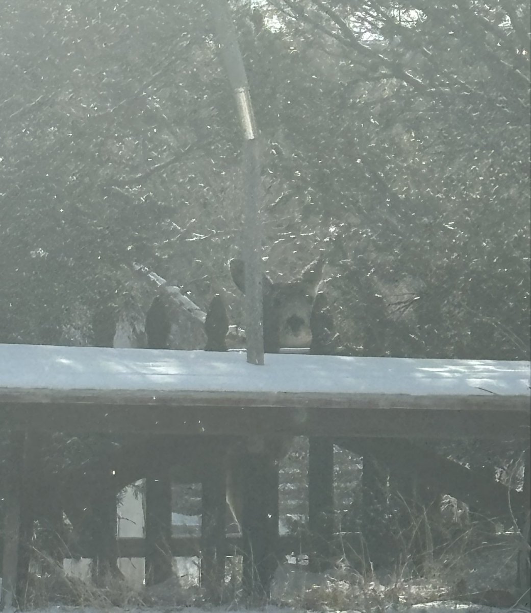 RogueSquirl tweet media