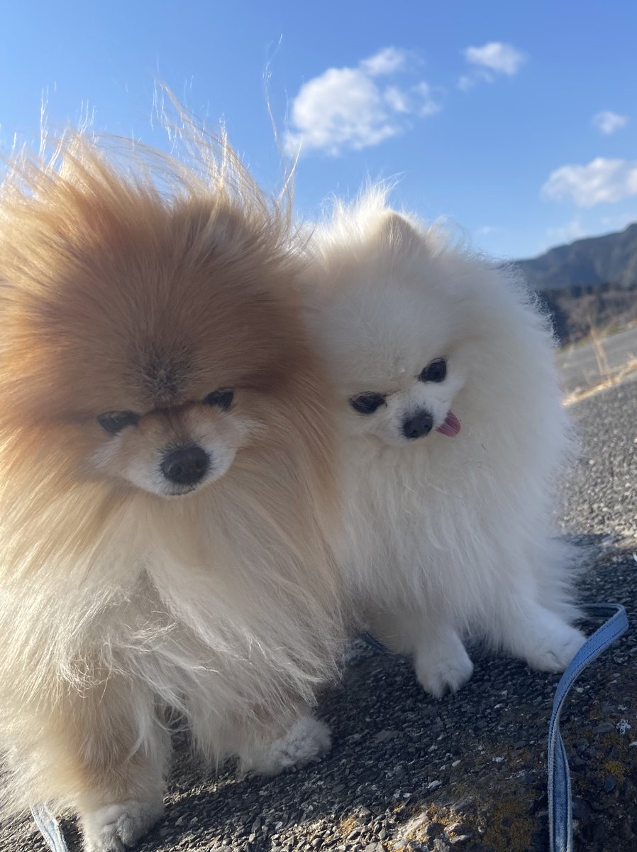 ぽめくらし🐾(3匹) (@ak1toPome) / Posts / X