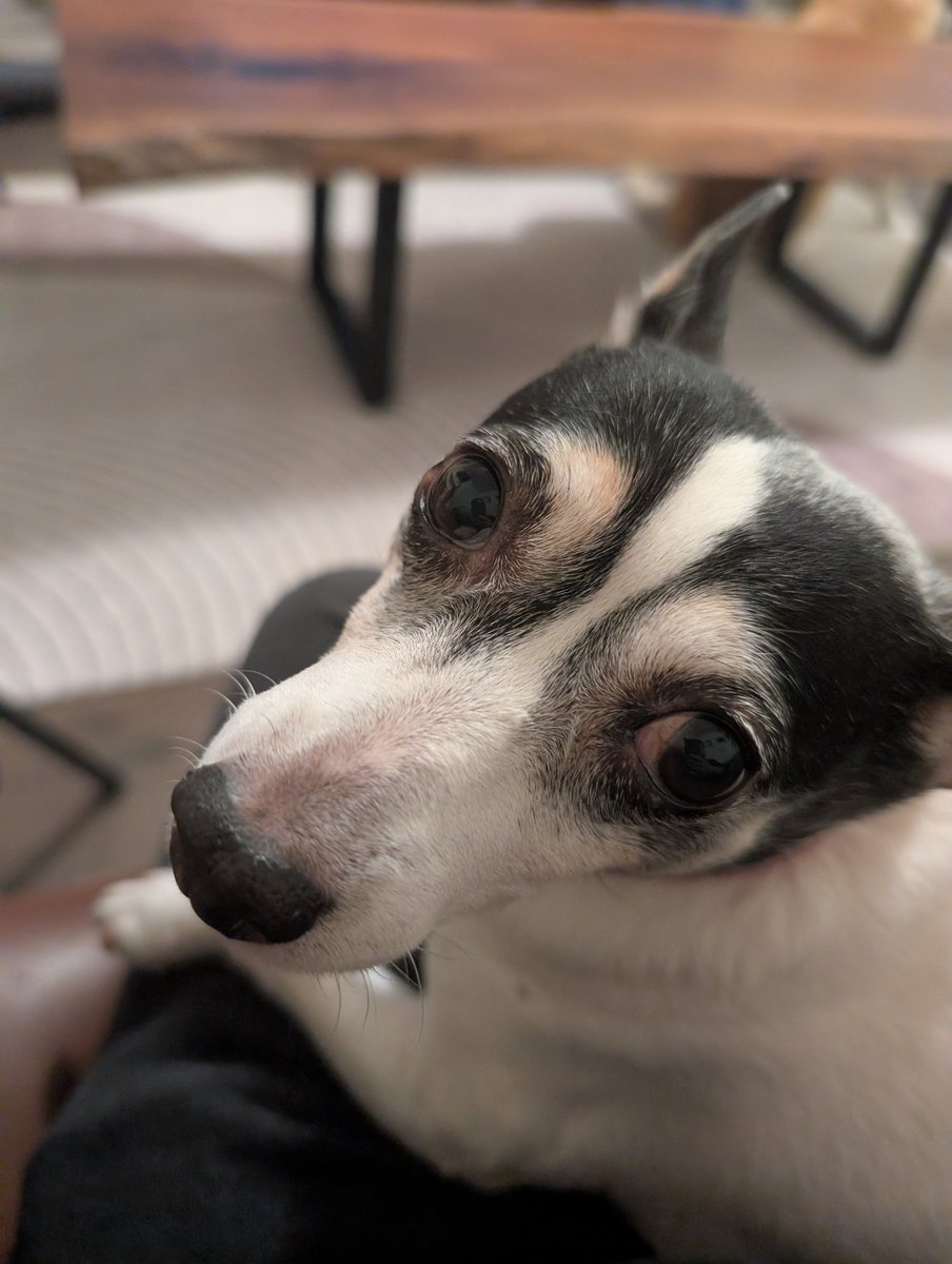 VTuber_Sol's tweet image. My parents have a skiddish dog who is afraid of a lot of people (including me) and today we're at my niece's birthday and she was stressing out cause of all the people and she let me pick her up and shes in my lap so she can calm down I'm pretty happy