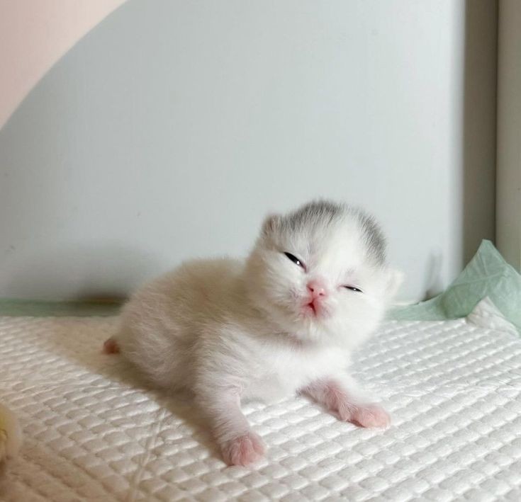 Catsillyness's tweet image. 