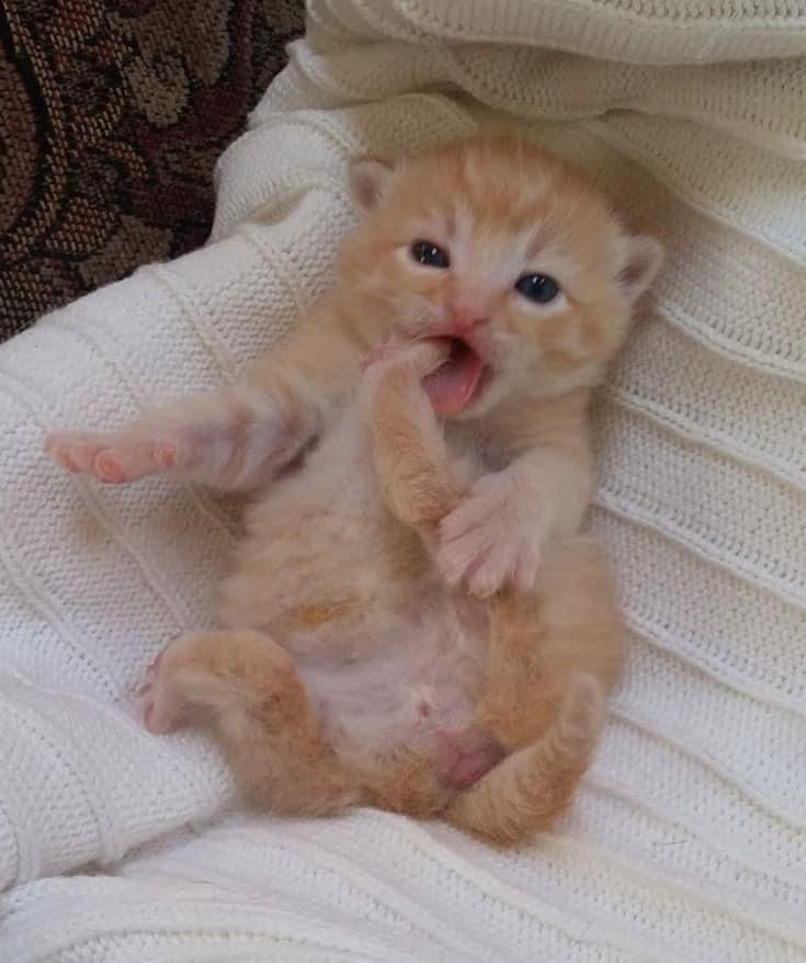 smol silly cat (@catsillyness) on Twitter photo 