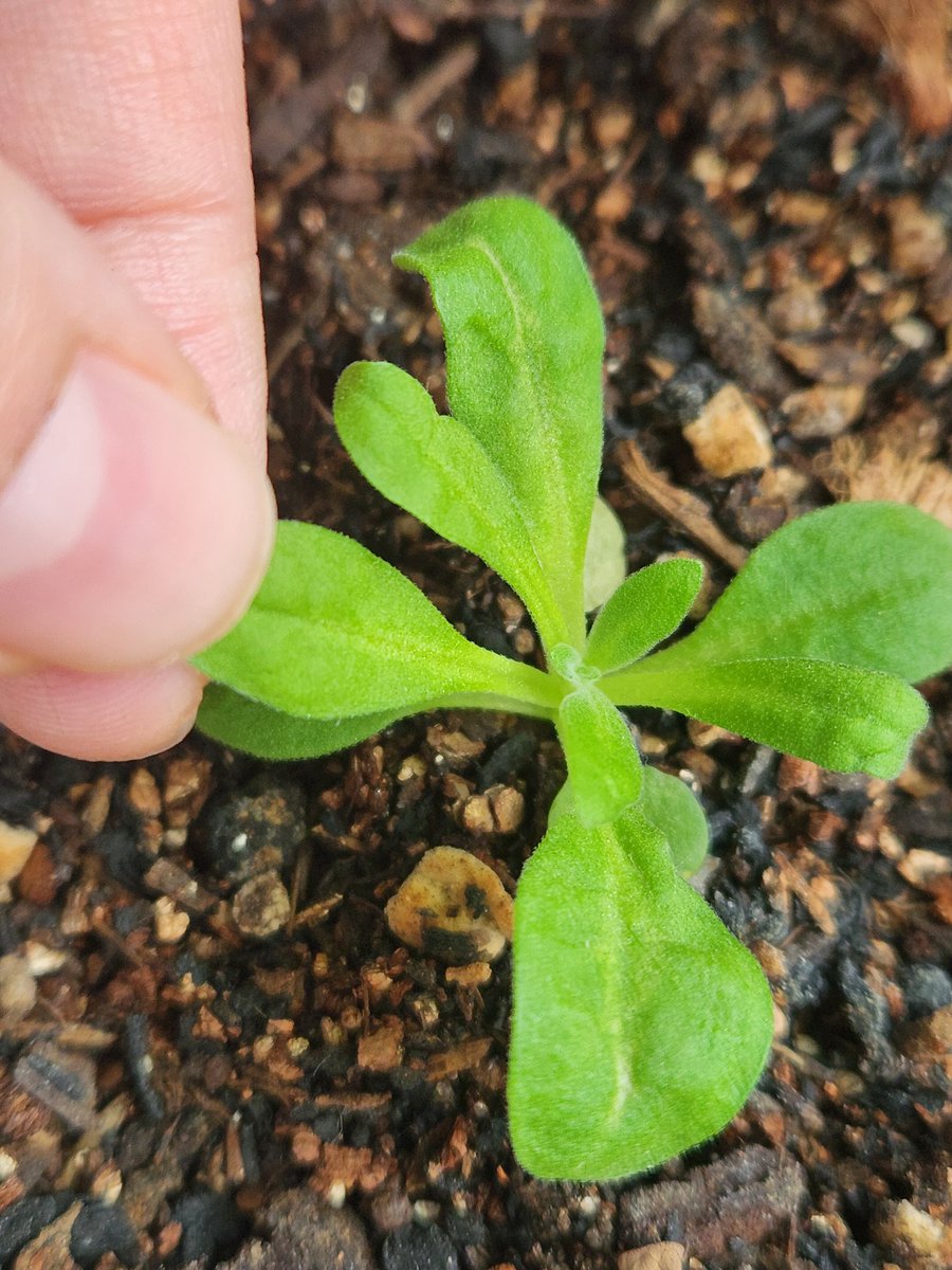 여전히 쪼꼬미 상태의 스토크 새싹들 꽃 향이 정말 좋은 녀석들인데 아쉽게도 씨앗 자체 발아율도 좀 낮았고 잘 못키운 관계로 씨앗 40개 중에 살아남은건 여섯이네요 얘들은 끝까지 살아야 할텐데!
