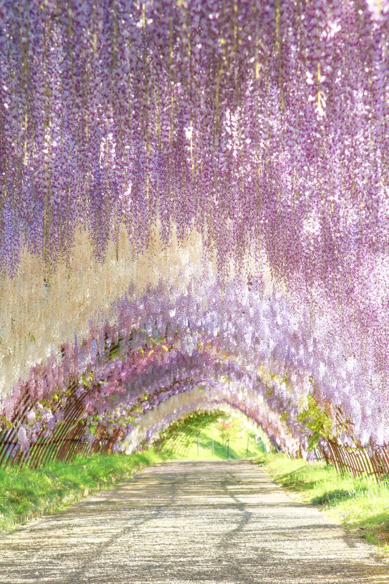 66___boc's tweet photo. まるで天国だと絶賛された美しすぎる藤園 https://t.co/X9yfDtvHww