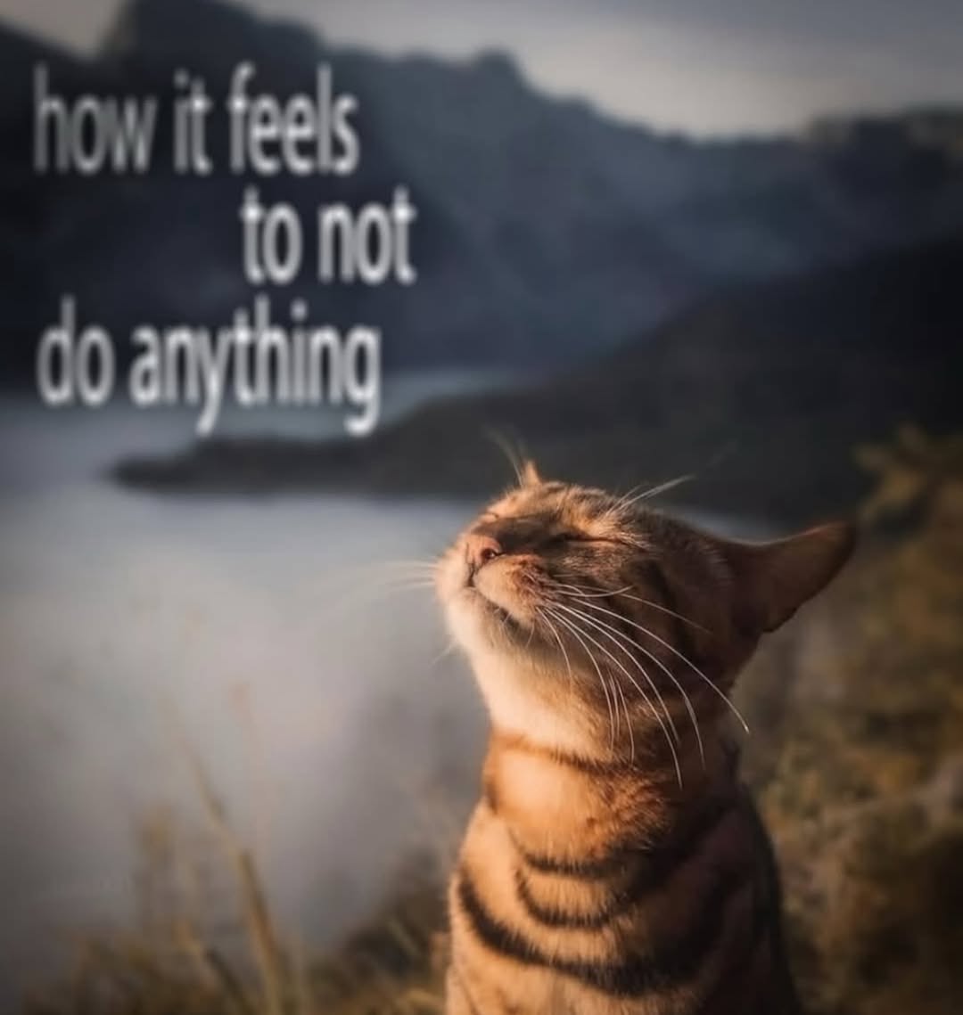 Catsillyness's tweet image. 