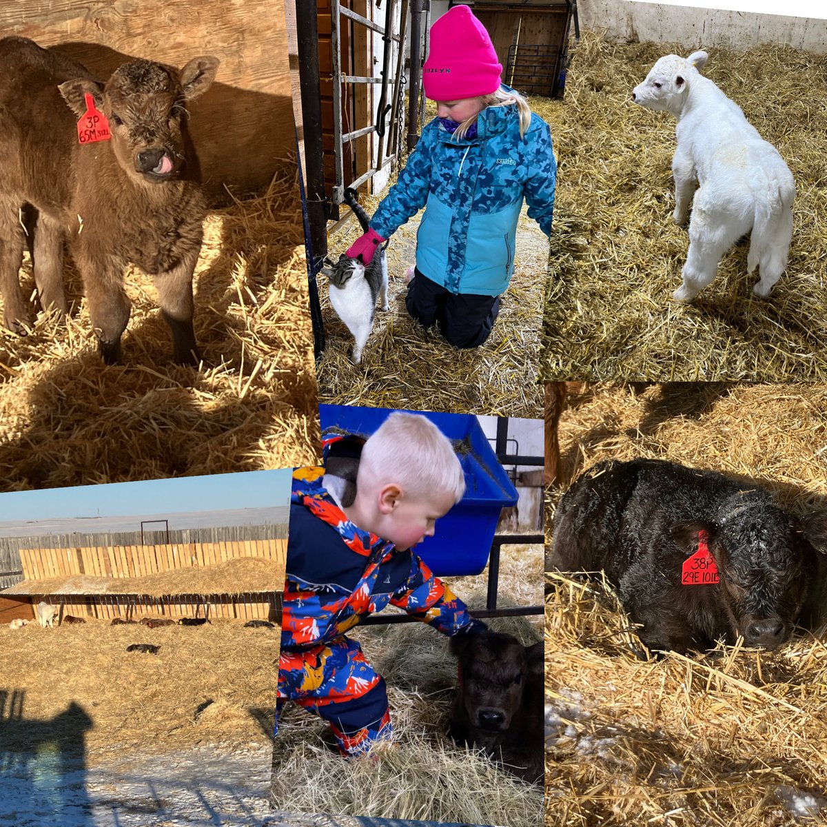 Eric Boon tweet media