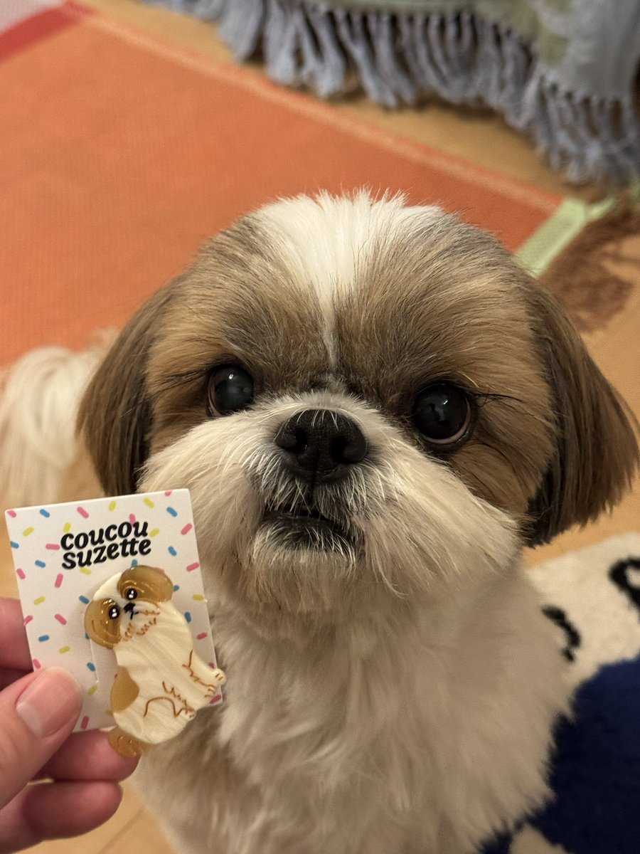 🧭Redcompass / こんぱゆ tweet media