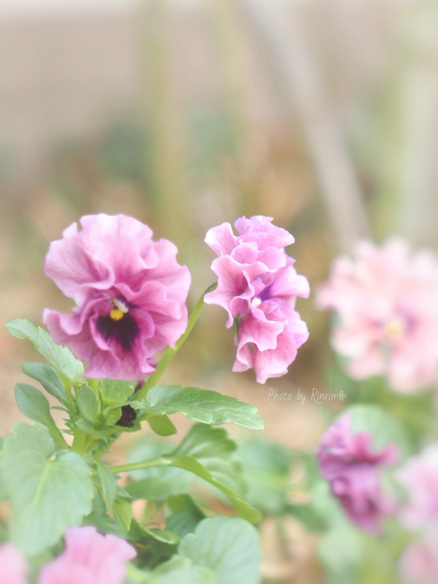 🐰𝚁𝚒𝚗𝚛𝚒𝚗…📸♥️𓂃ꕤ︎︎·͜· (@7725rirarin) / Posts / X