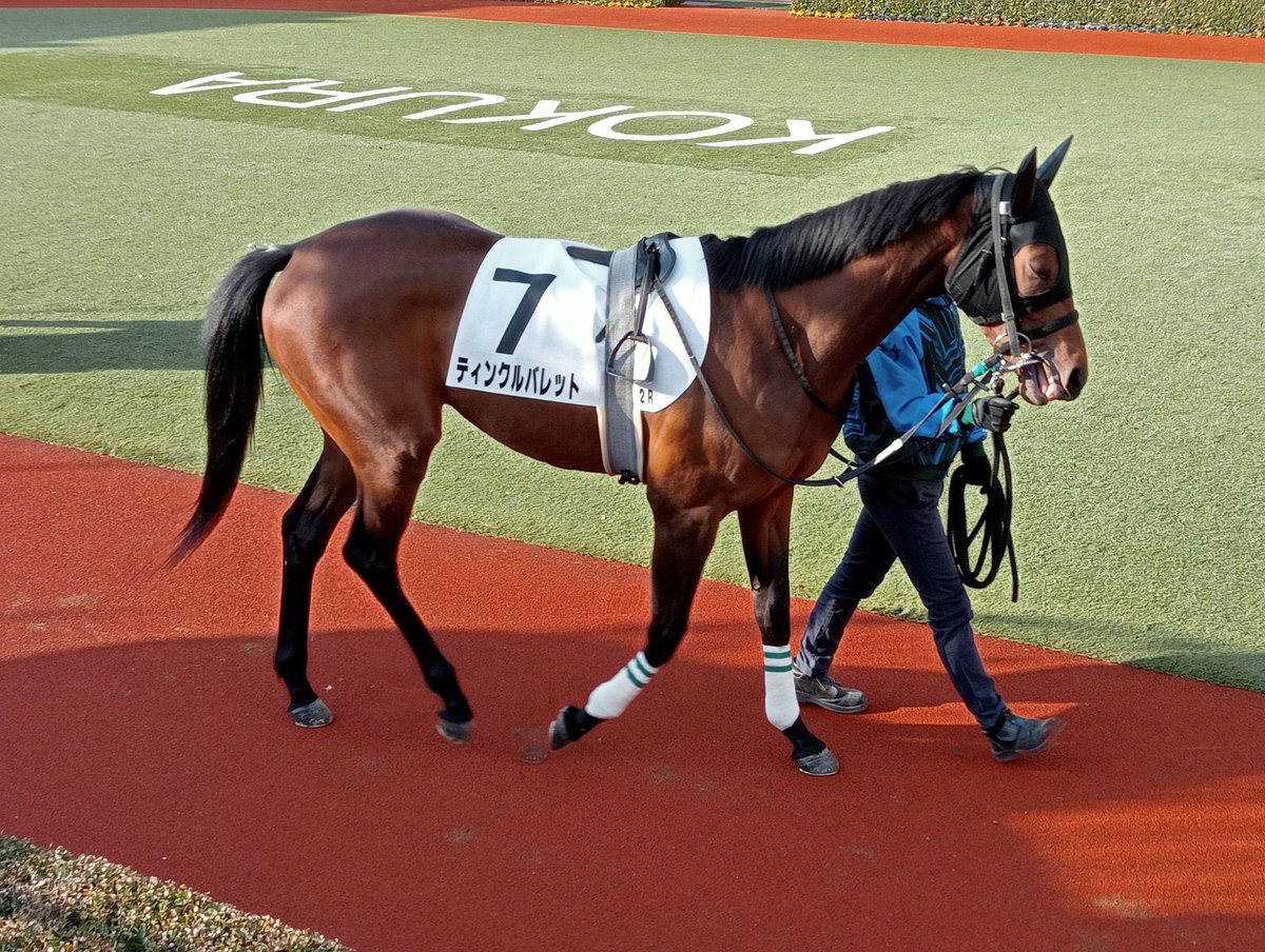 dmm_banusy's tweet photo. #ティンクルバレット

3歳未勝利のパドックの様子です。

#DMMバヌーシー https://t.co/SfVdb2Vhm3