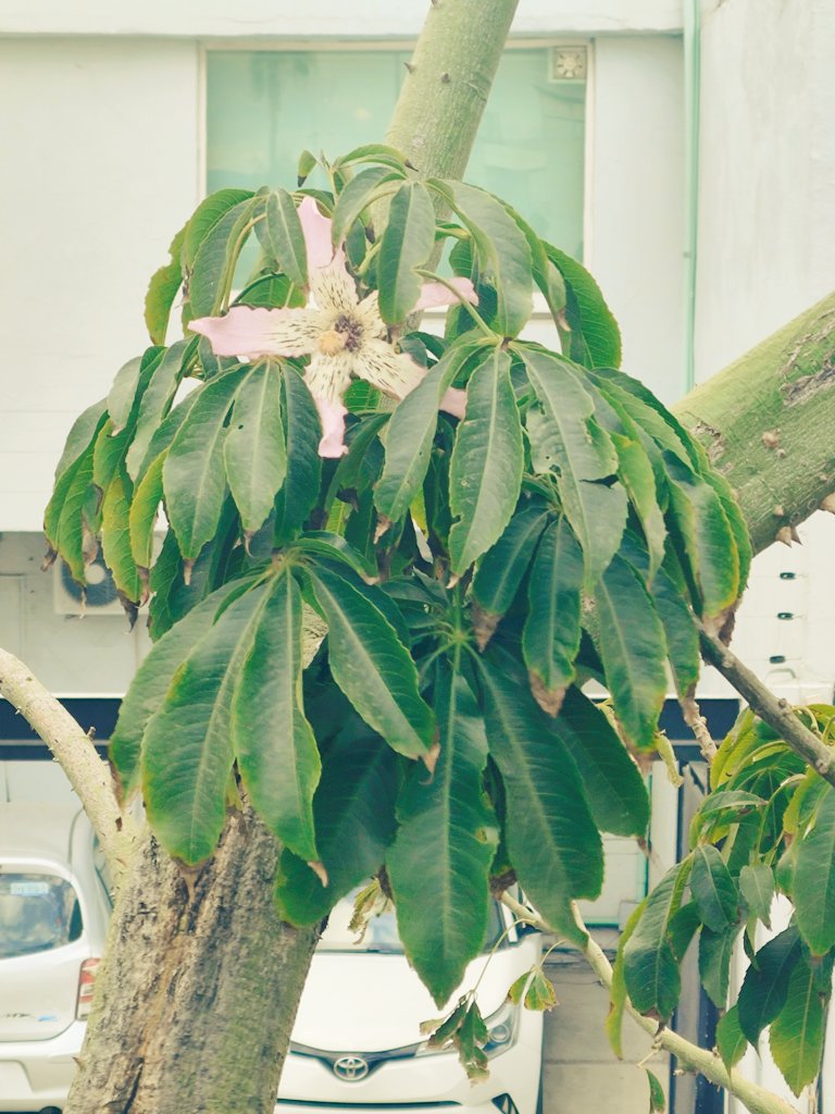 Juan †. Jácome N. tweet media