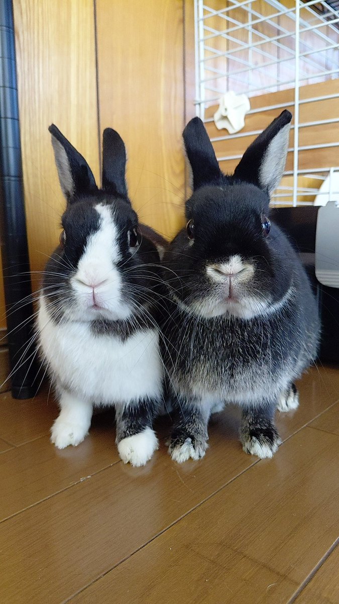 おはようございます #うさぎ