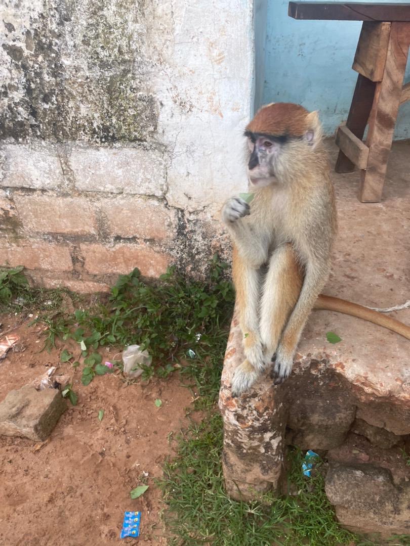 AbassiMusa's tweet image. 