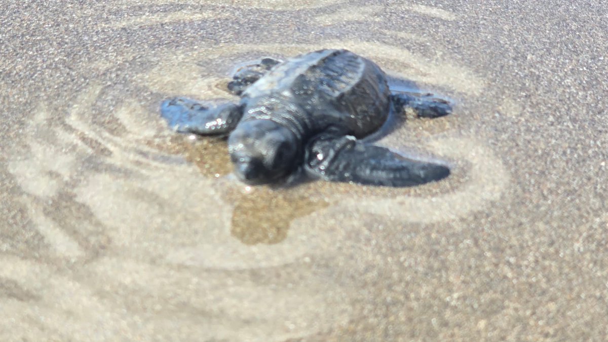 Con mucho entusiasmo, población local y visitantes realizaron liberación de tortuguillos, en peligro de extinción en la Playa Salamina, en el municipio de Villa El Carmen🐢

#NicaraguaFascinanteIrresistible 
#Managua #VillaElCarmen