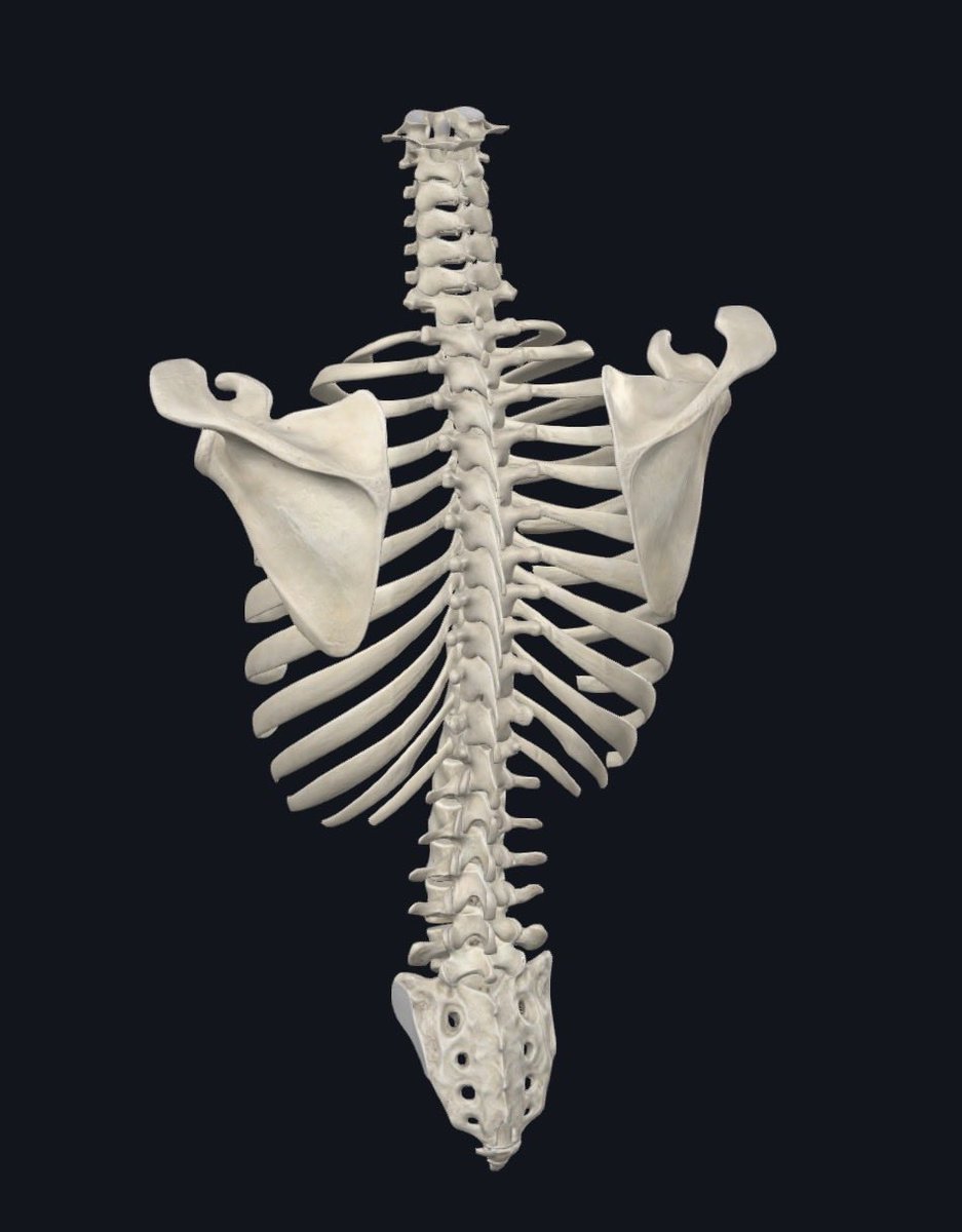 GregBacklund's tweet image. Republicans: 
familiar with this anatomy (middle part) at all? 

Able to find, or maybe 
grow one for yourselves?