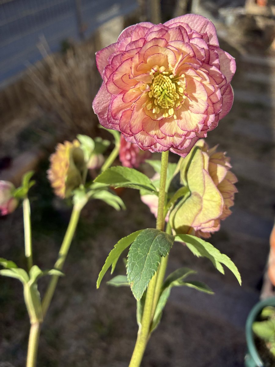 こちらは、昨日フェアリーガーデンで購入した加藤農園さんのクリスマス