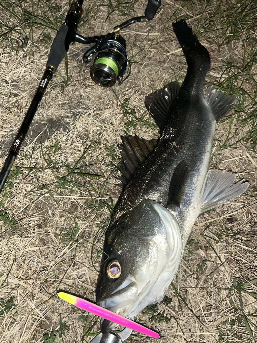 GONZO＠（hayaken) (@GONZOUDAIWA) / Posts / X