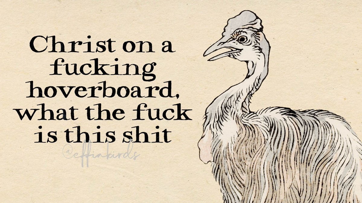 Effin' Birds (@effinbirds) on Twitter photo 