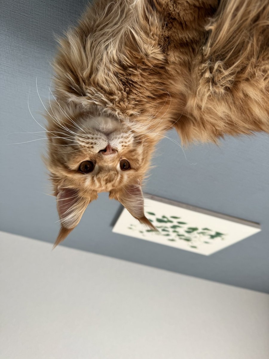 iddeee's tweet image. 目覚めたら見下ろされていた