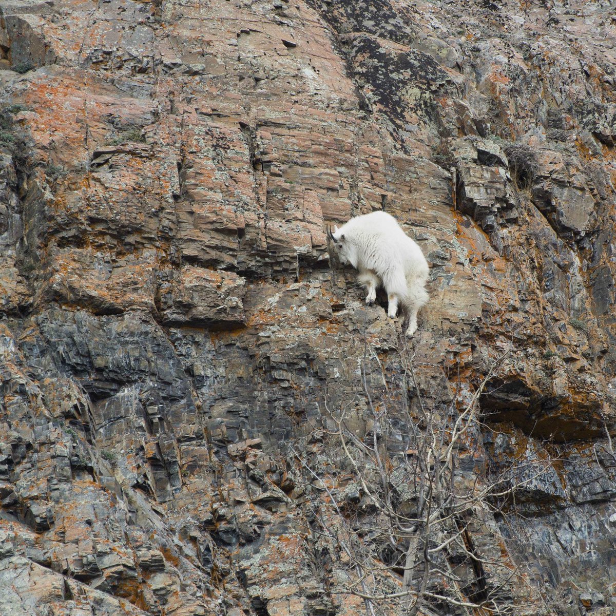 GOMPEI THE GOAT 🐐 tweet media
