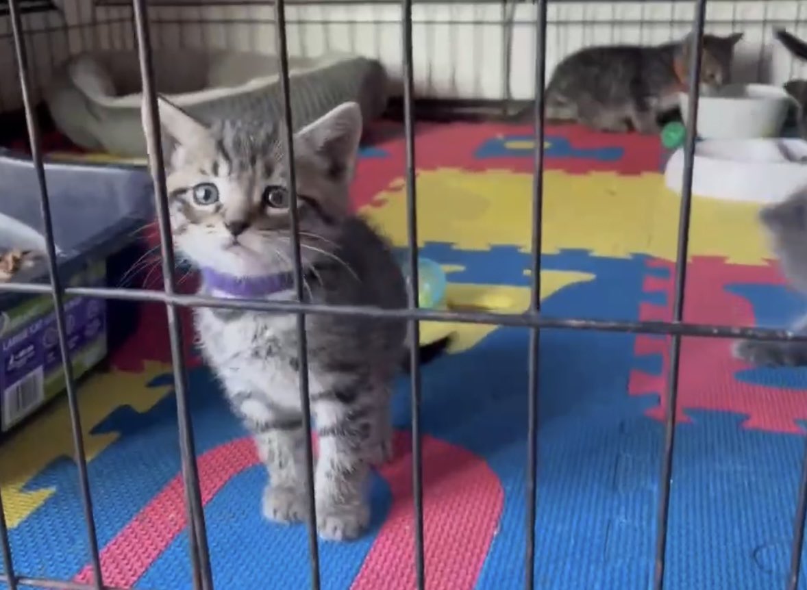 Sen kalk 350 milyonluk Amerika’da gel bizi bul 🐾 #satınalmasahiplen