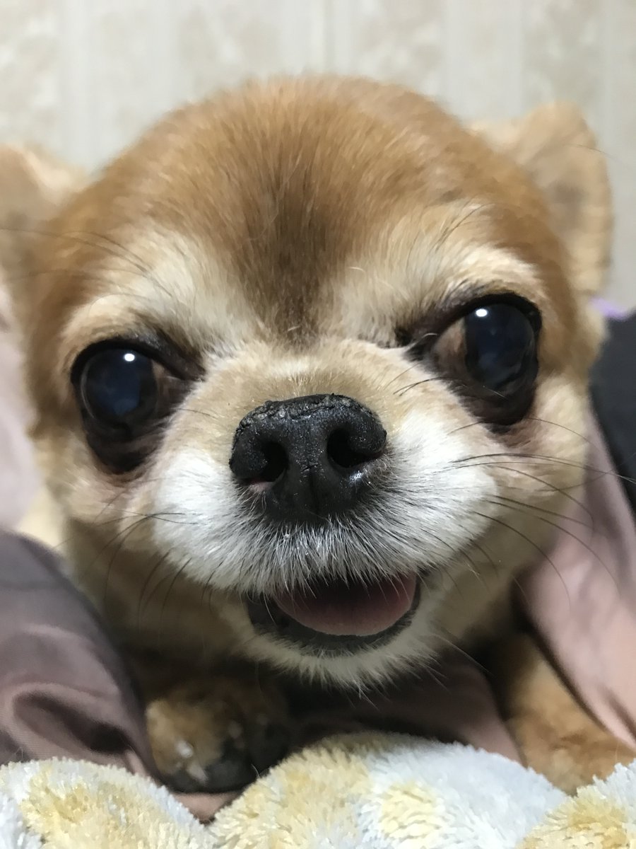 ponkotu773's tweet photo. おはよ～しゃんでしゅ☀
セナ地方の朝は－20.6℃でちた🐶💦

暖かくして今日も元気に笑顔でヨロチクでしゅ🐾

#チワワ党 天国支部🌈🐶 https://t.co/9ZXSgaEssR
