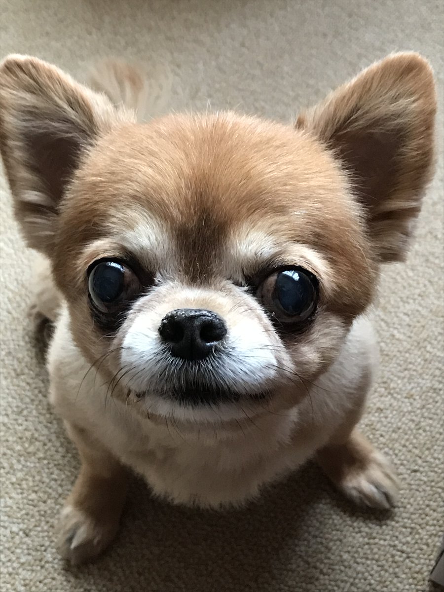 ponkotu773's tweet photo. おはよ～しゃんでしゅ☀
セナ地方の朝は－20.6℃でちた🐶💦

暖かくして今日も元気に笑顔でヨロチクでしゅ🐾

#チワワ党 天国支部🌈🐶 https://t.co/9ZXSgaEssR